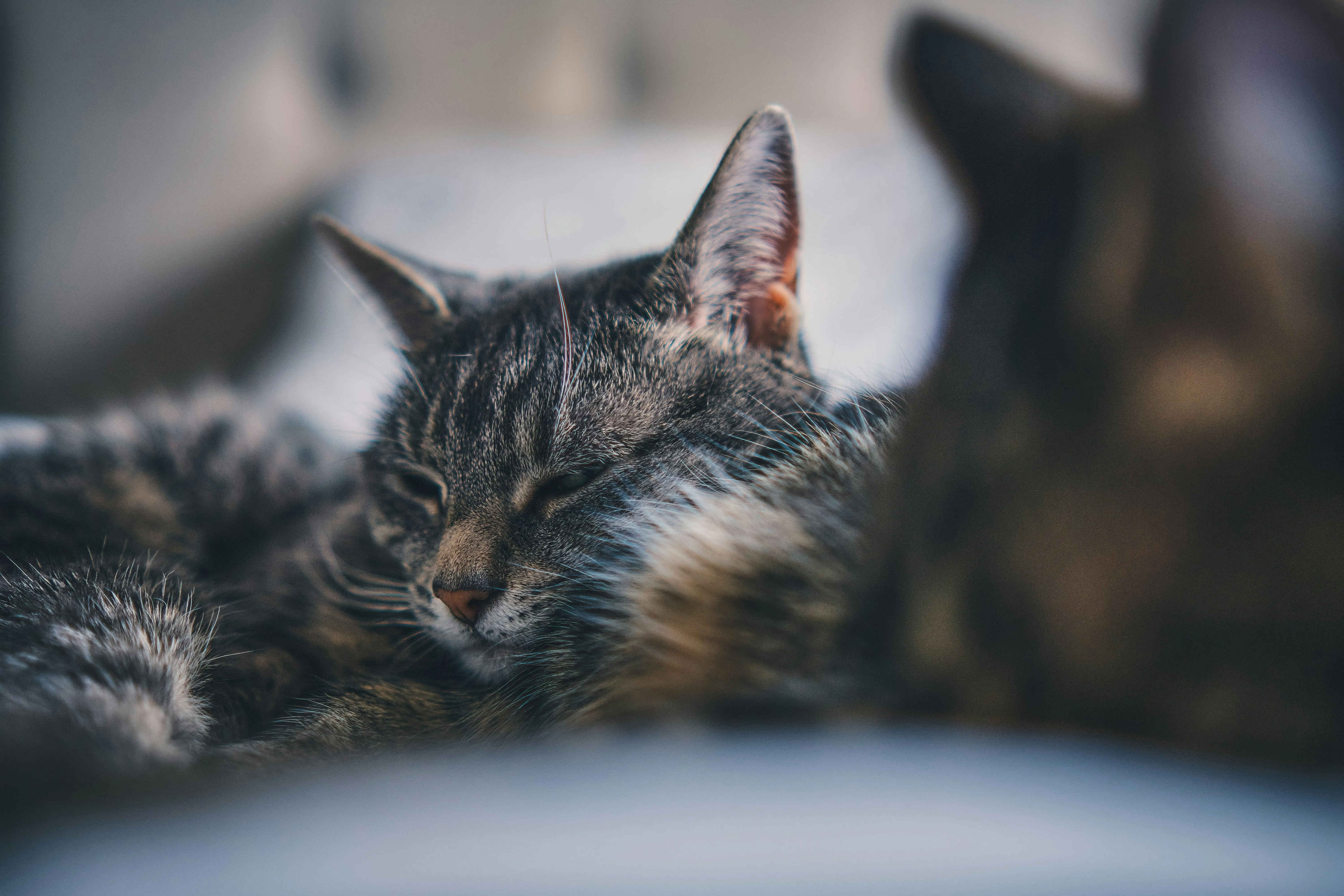 A pair of cats napping side by side on a soft bed, creating a serene and cozy scene.